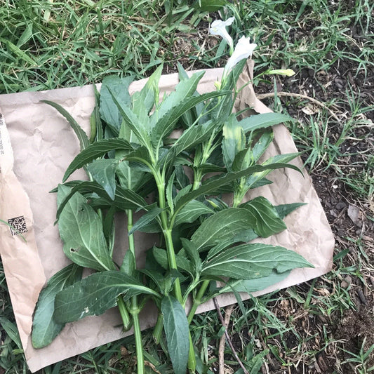 Mexican Petunia Cuttings 6-8" White Ruellia Tuberosa Live Unrooted 4 Pack, Rare Garden Plant for Borders & Containers