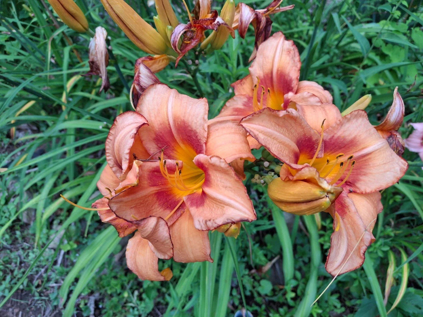 Daylily Starter Fan Bareroot - Hemerocallis 'Pirates Venture' - Golden Yellow Blooms, Low Maintenance, Garden & Landscape Plant