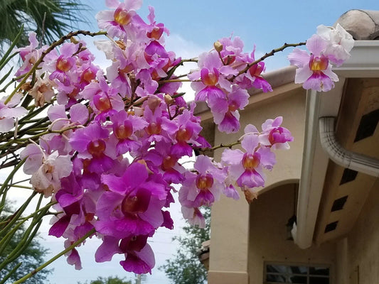 Miss Joaquim 'Douglas' Orchid Cuttings with Roots, 5-8 Inches, Easy to Grow Vanda Miss Joaquim Hybrid Plant