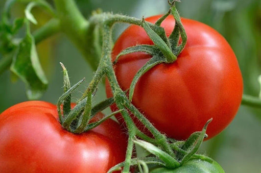 Manitoba Tomato Seeds Prairie Variety Non-GMO Heirloom Solanum lycopersicum for Cool Climate Gardens, Seed Packet