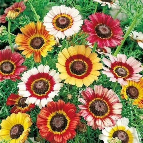 Painted Daisy Seeds - Heirloom Non-GMO Flower Seeds with Vibrant Multi-Colored Blooms - Bellis perennis