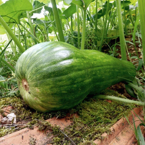 Naples Long Squash Seeds - 25+ Pack, Cucurbita pepo, Heirloom, Non-GMO, Garden Planting, Long, Flavorful, USA Grown