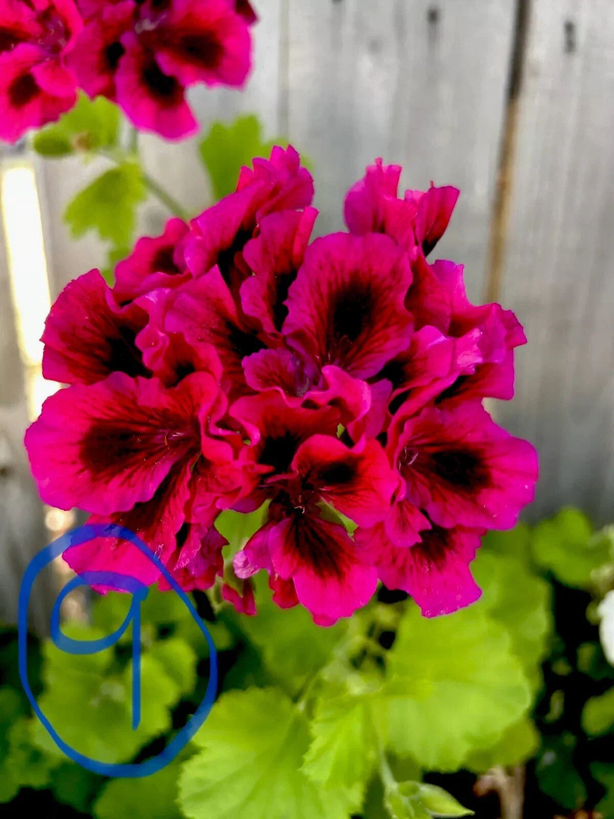 Fresh Geranium Cuttings - Bright Pink & Black Pelargonium x hortorum Starter Plants