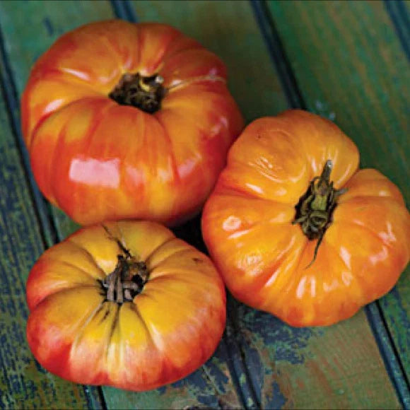 Big Rainbow Tomato Seeds - Heirloom Solanum lycopersicum - Multicolored Beefsteak Variety, Pack of 20, 100, or 200 Seeds