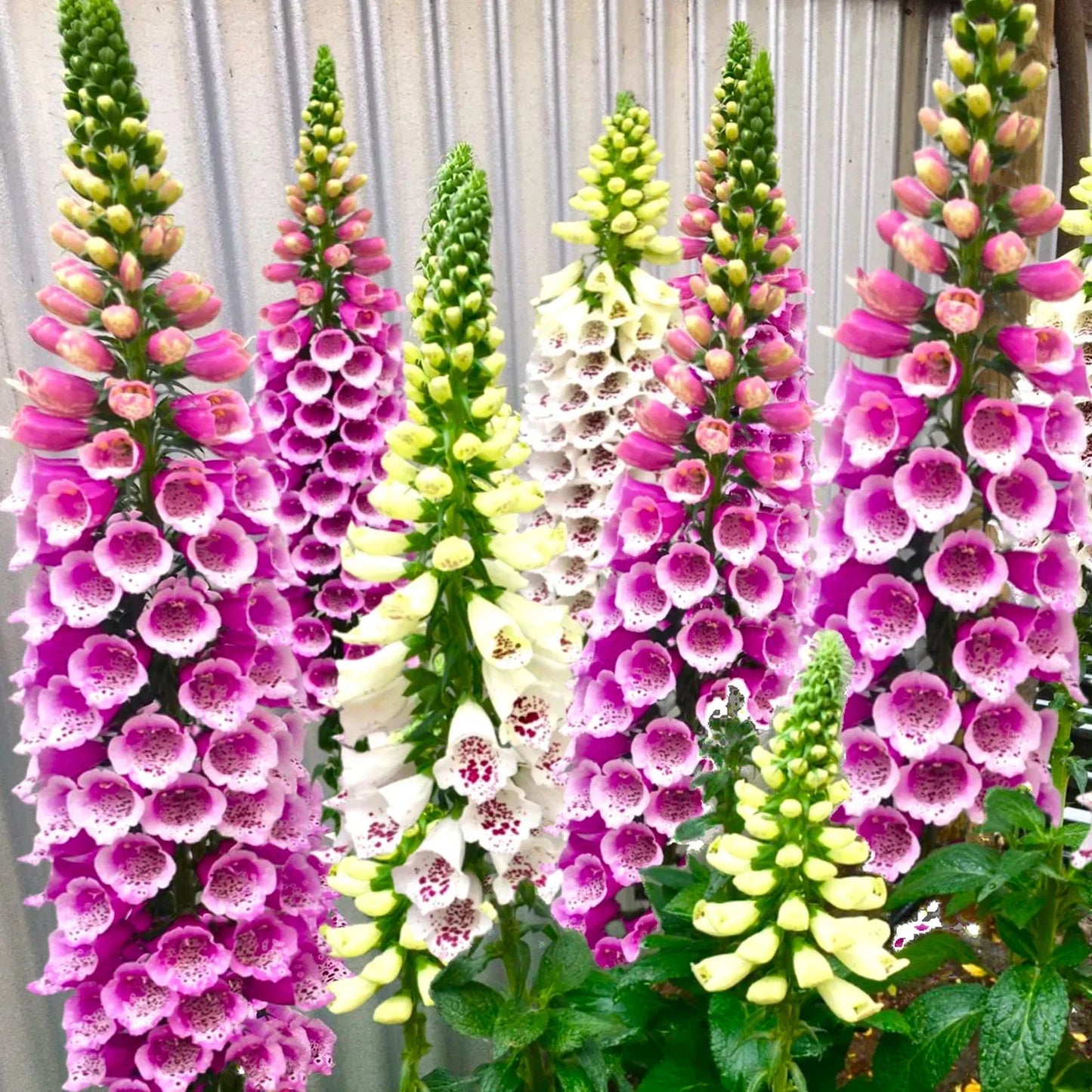 Foxglove Seeds - Mixed Colors Digitalis purpurea, Perennial, Butterfly & Pollinator Attractant, 2025 Planting