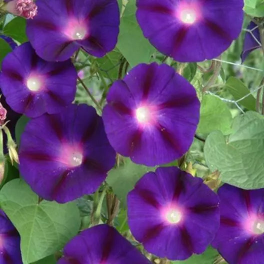 Morning Glory Seeds - Grandpa Ott Purple Climbing Vine - Heirloom Non-GMO Ipomoea purpurea - 100 Seeds for Vertical Garden