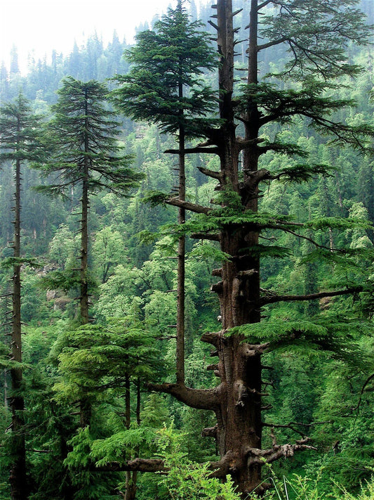 Himalayan Cedar Seeds, 10 Pack, Deodar Cedar Cedrus deodara, Evergreen Tree for Landscaping and Reforestation