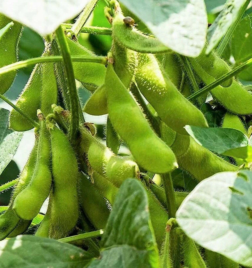 Edamame Soybean Seeds - Triple Play Variety, Non-GMO Glycine max for Home Garden, Edible Pods, 2025 Harvest