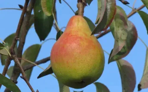 Ananas de Courtrai Pear Seeds – 25+ Organic Pyrus communis Fruit Tree Seeds for Home Garden Planting, Non-GMO, USA Grown