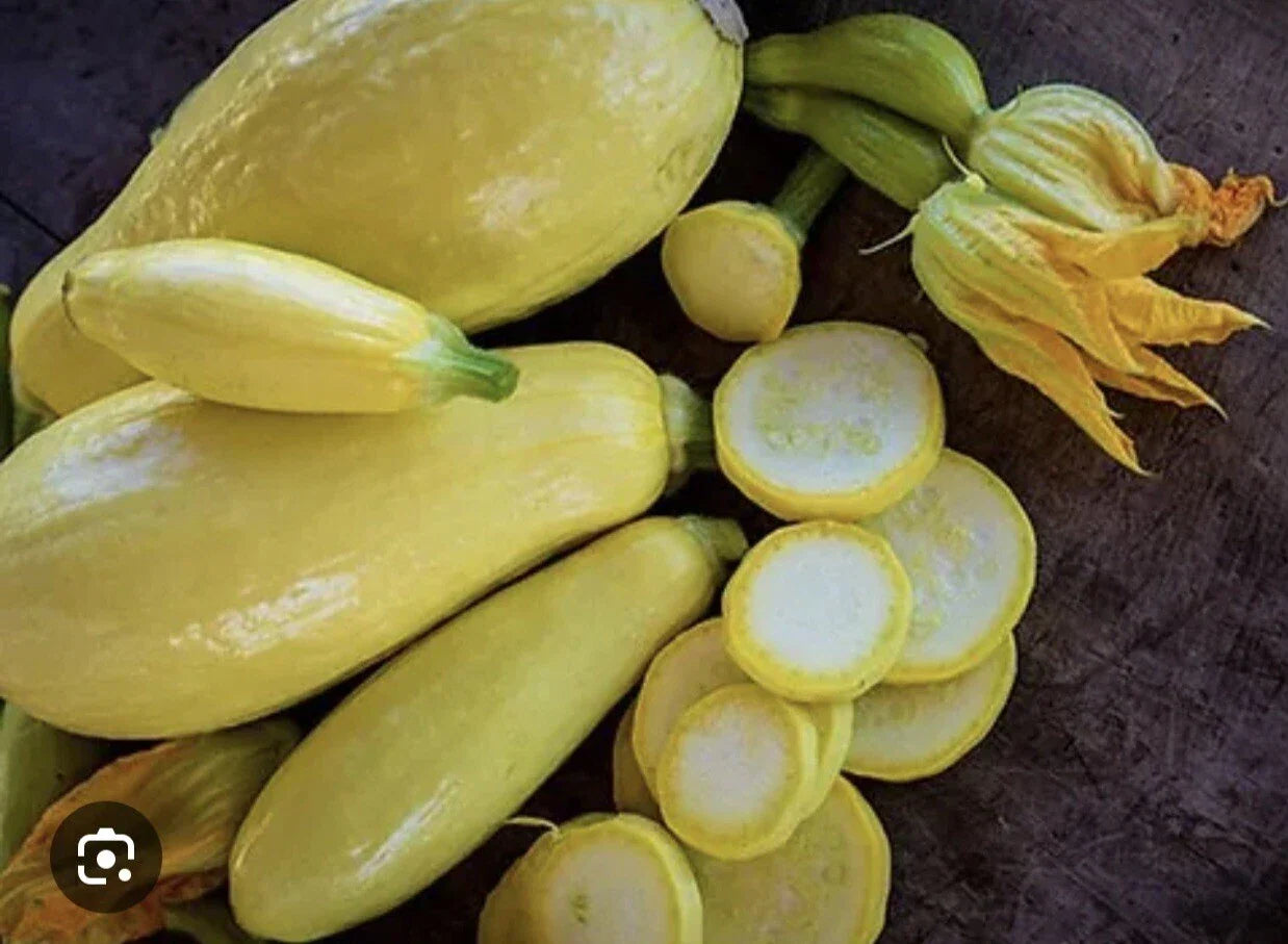 Straightneck Summer Squash Seeds - 35+ Non-GMO, Open-Pollinated, Cucurbita pepo, Early Prolific, Bush-Type, Full Sun