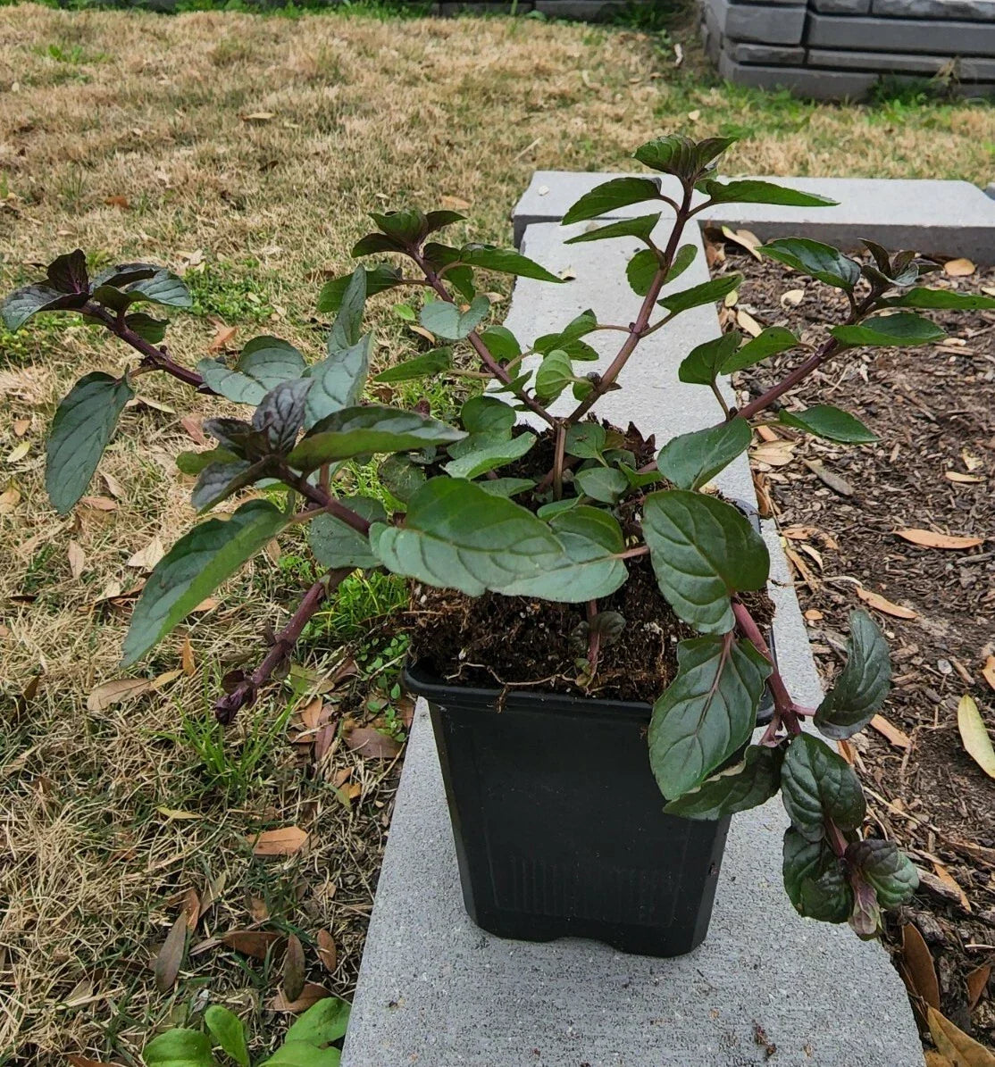 Spearmint Plant in Soil 5-8 Inches | Mentha spicata Fresh Culinary Herb for Garden and Kitchen