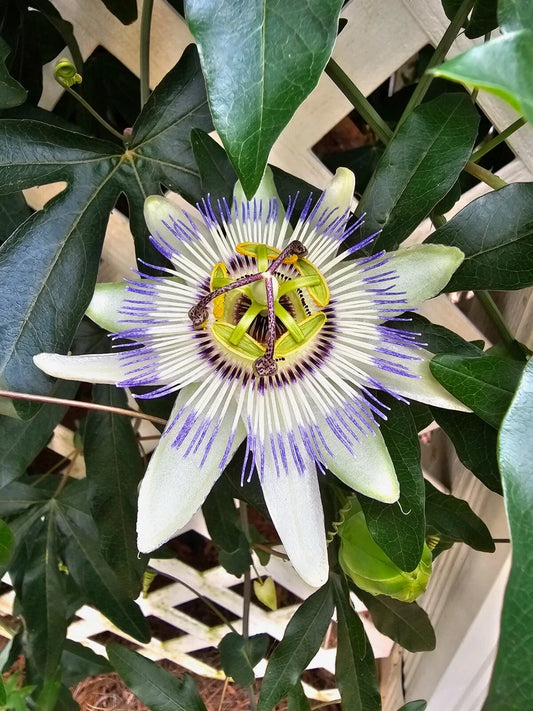 Hardy Blue Crown Passion Fruit Vine - Small Rooted Starter Plant - Passiflora caerulea - Exotic, Vibrant Blue Flowers, Edible Fruit