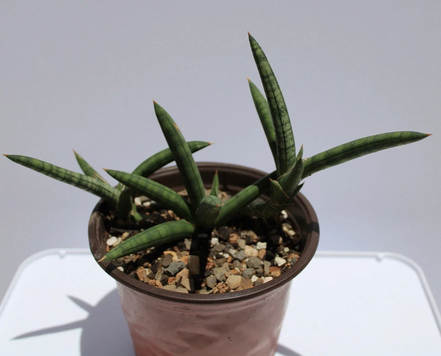 Sansevieria Cylindrica Variegated Live Succulent Plant – Rare Indoor Houseplant with Rooted Roots, Drought-Resistant, Air-Purifying