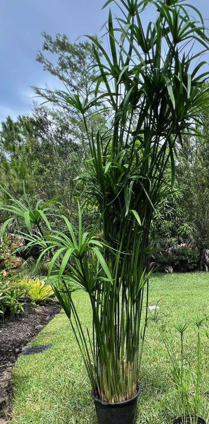 Umbrella Palm Plant in 4" Pot, Cyperus alternifolius, Indoor/Outdoor Decorative Foliage Plant