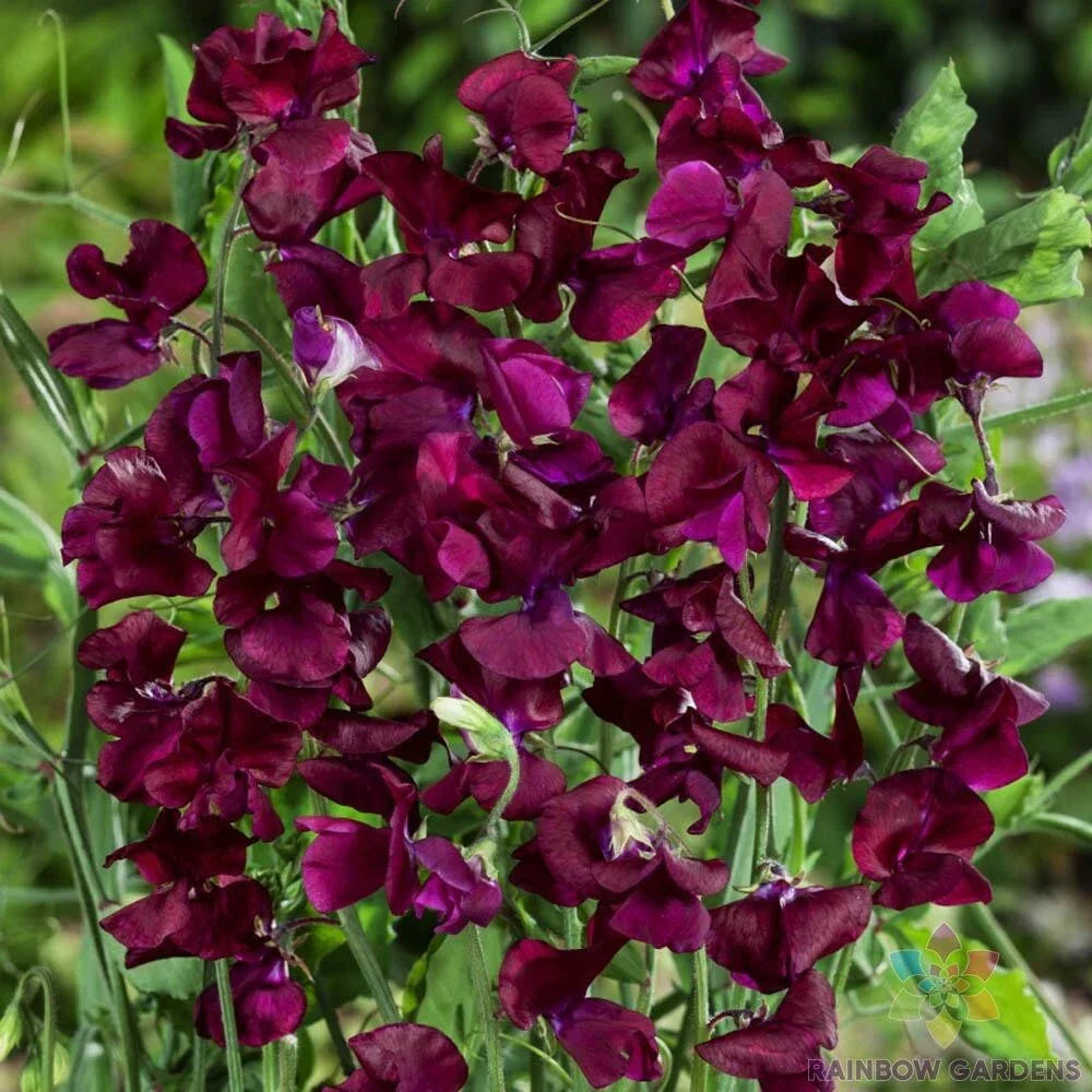 Royal Maroon Sweet Pea Seeds - 50+ Pack - Lathyrus odoratus - Non-GMO Garden Seeds for Vibrant Blooms and Pollinator Attraction