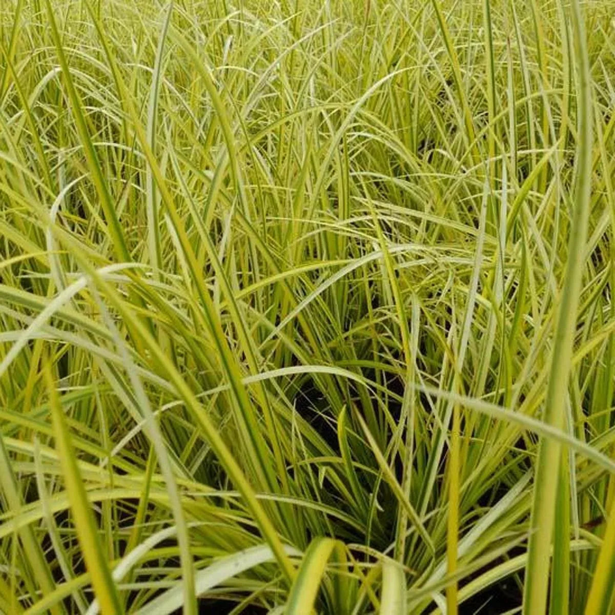 Live Aquatic Marginal Plant - Golden Sweet Flag - Acorus gramineus 'Ogon' - Cold Hardy for Ponds and Water Gardens