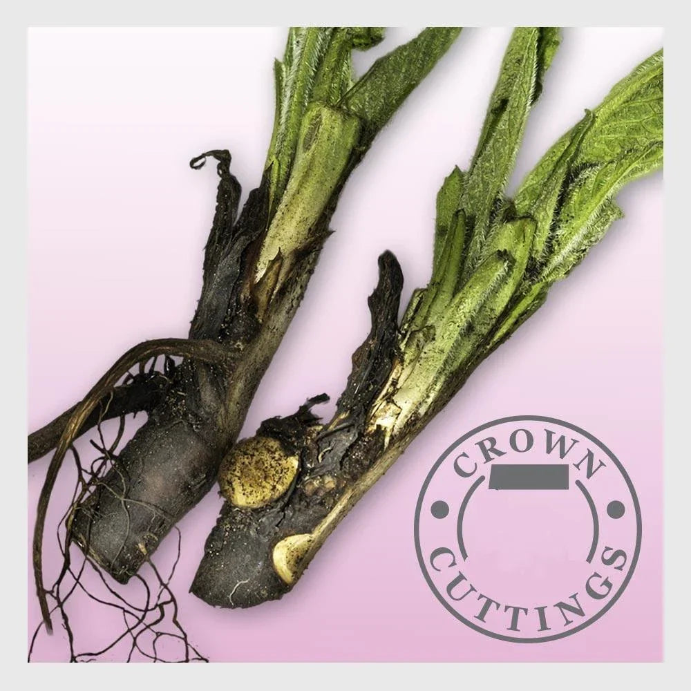 Russian Comfrey Cuttings - Bocking 14 Cultivar - Organic Herbal Garden Plant - Symphytum x uplandicum