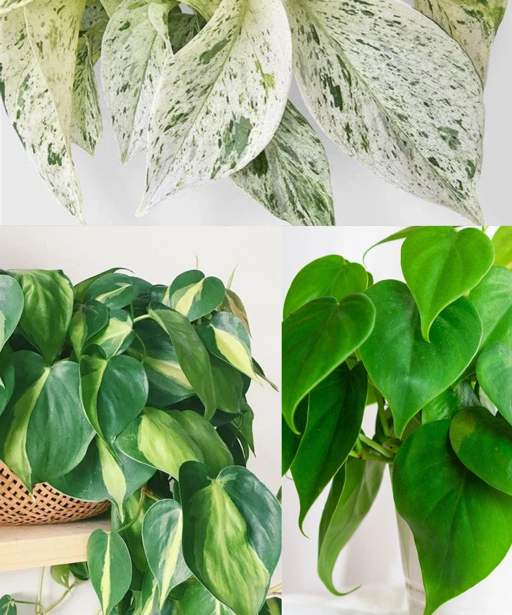 Philodendron Brazil Cuttings | Heartleaf Philodendron & Marble Queen Pothos Cuttings | Indoor Plant Propagation - Philodendron hederaceum, Epipremnum aureum
