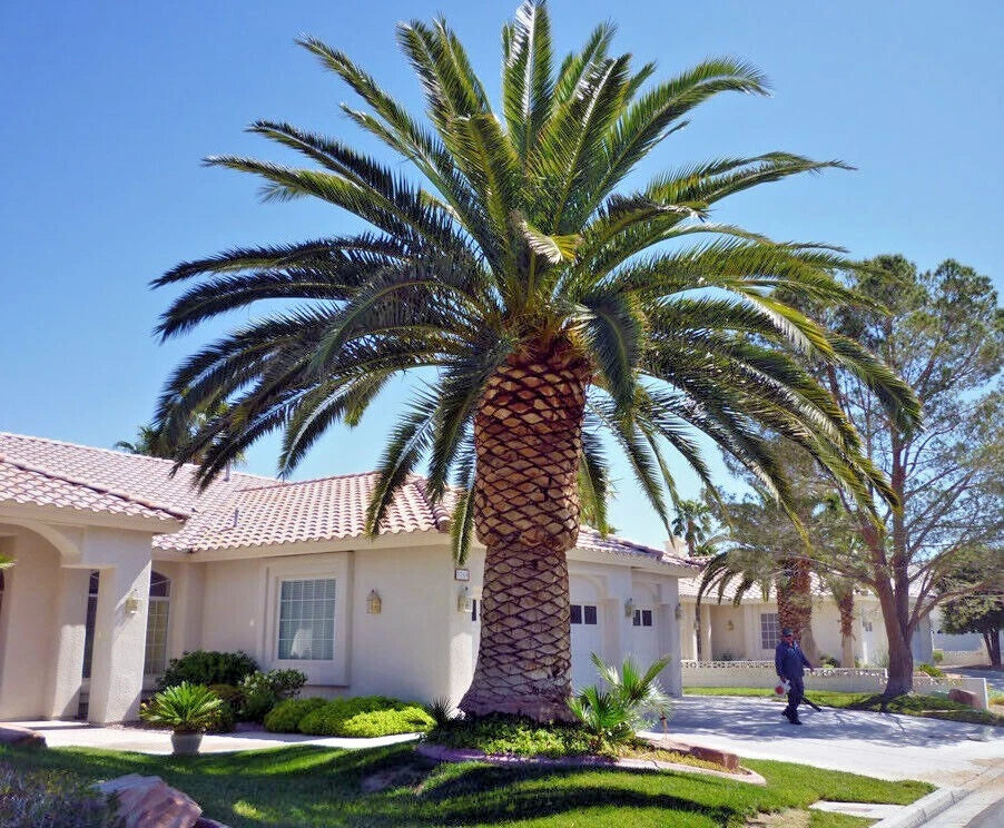 Canary Island Date Palm Seeds - Phoenix Canariensis Tree Seeds - Hardy Tropical Plant for Garden or Landscape - 10 Pack