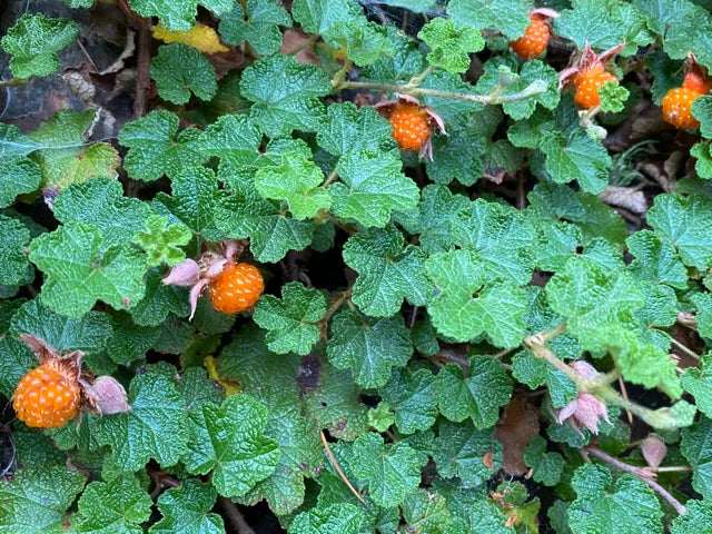 Rooted Cuttings of Formosan Raspberries, Edible Ground Cover, Rubus phoenicolasius, Tasty Berries, Hardy Landscaping Plant
