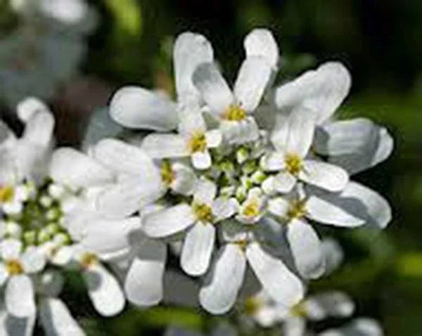 Candytuft Seeds 1000 Count Tall Mix Pink Lavender White Iberis umbellata Flower Seeds for Borders, Rock Gardens & Containers