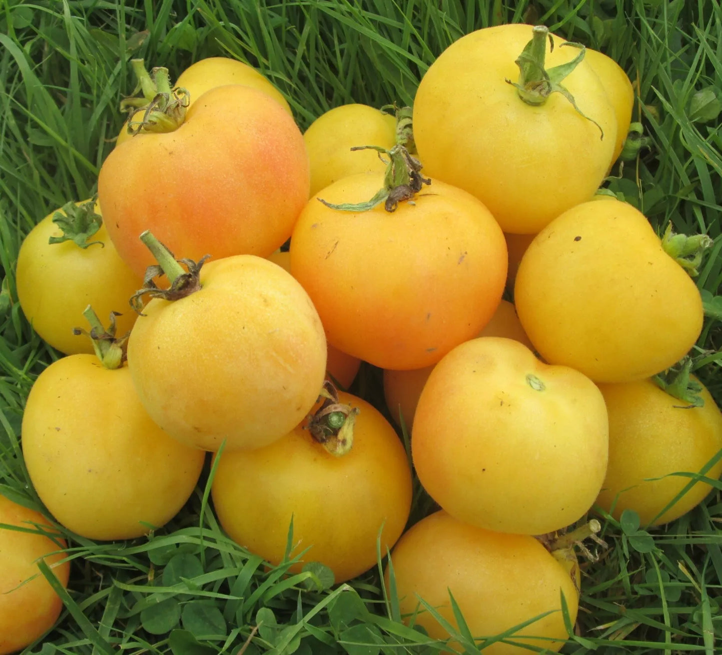 Garden Peach Tomato Seeds - Heirloom Non-GMO Solanum lycopersicum, 100+ Seeds for Home Gardening, Juicy Yellow Fruit