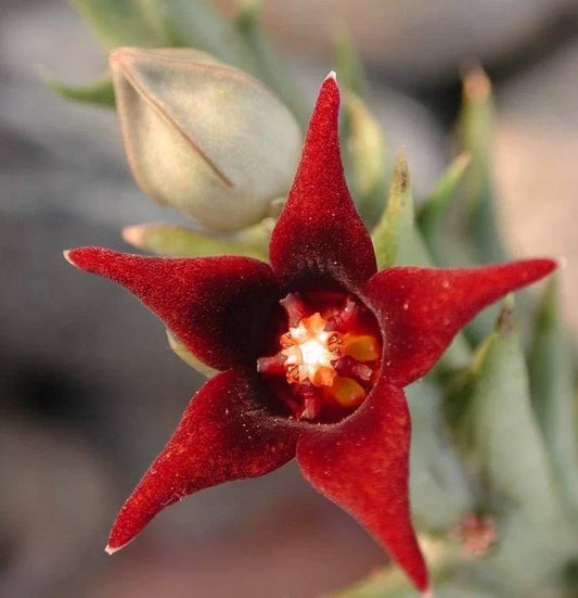 Orbea Semitubiflora Succulent 3.5" Potted Plant with Starfish Flowers, Drought-Tolerant, Indoor & Outdoor, Apocynaceae