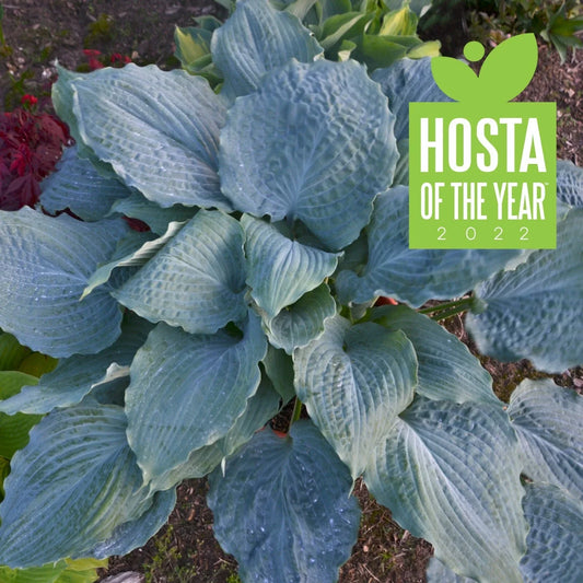 Hosta Plant 5.25" Pot Diamond Lake Perennial, Variegated Shade Garden, Proven Winners Hosta 'Diamond Lake'