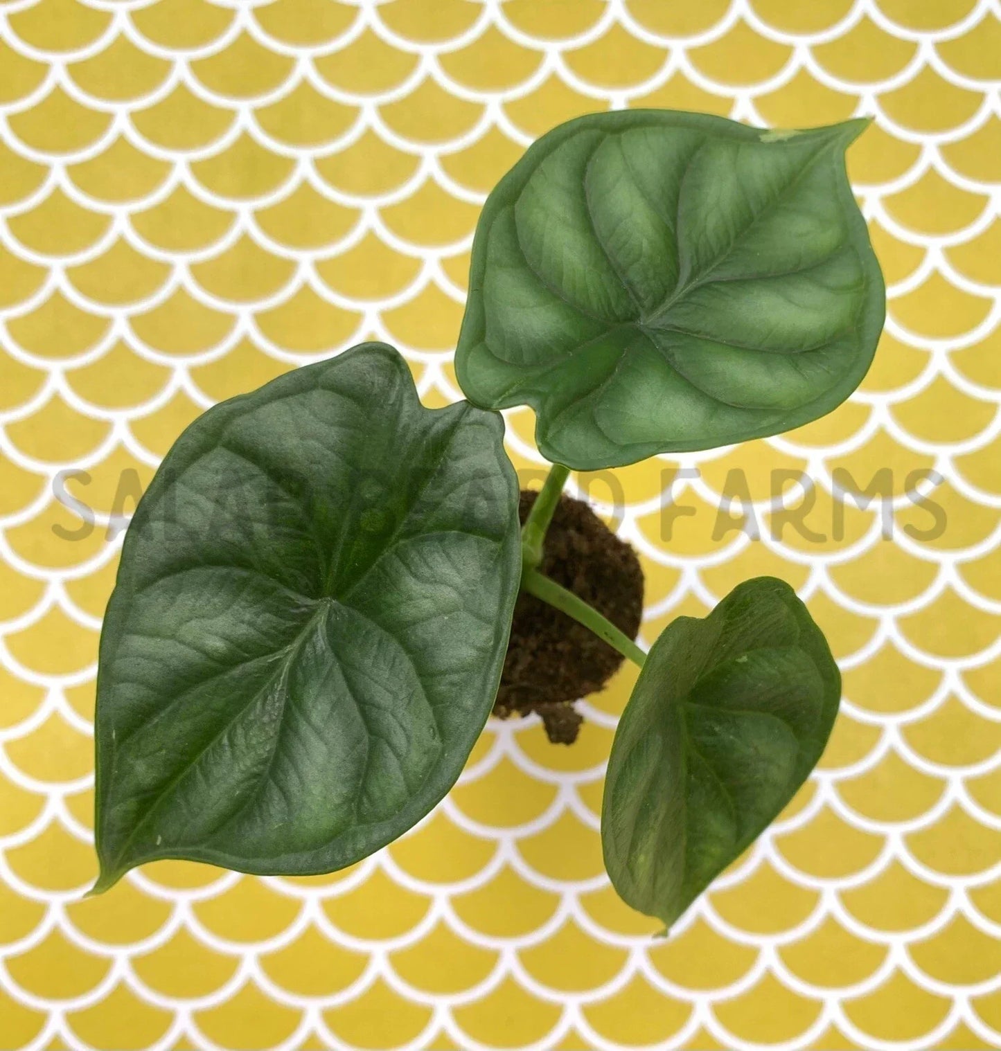Alocasia 'Dragon Scale' Starter Plant – Exotic Indoor Houseplant with Textured Leaves – Alocasia baginda, 4-inch pot