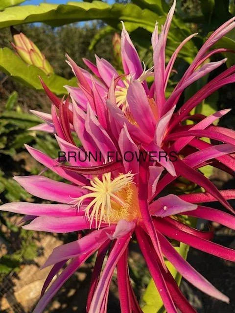 Bruni Dragon Fruit Cuttings 8-12" | Hylocereus undatus | Exotic Tropical Plant Propagation for Garden & Indoor