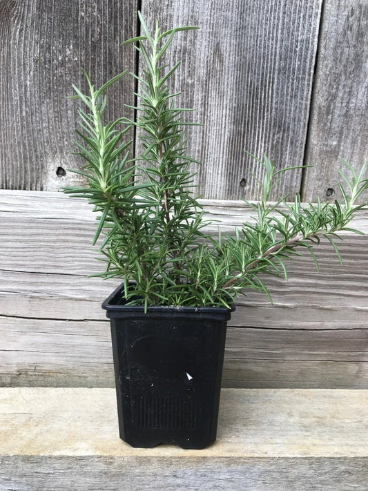 Live Rosemary Plant - 4 Bare Root Cuttings - Aromatic Herb - Rosmarinus officinalis - Culinary, Fragrant, Easy Care