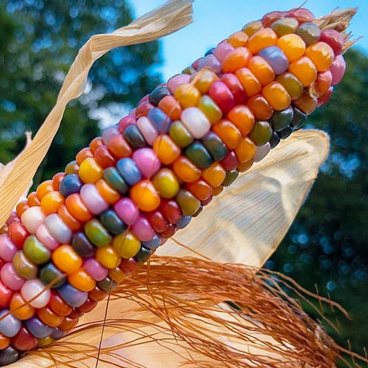 Organic Glass Gem Indian Corn Seeds - Vibrant Multicolored Zea mays for Garden, Decorative & Craft Use, 25 Seeds