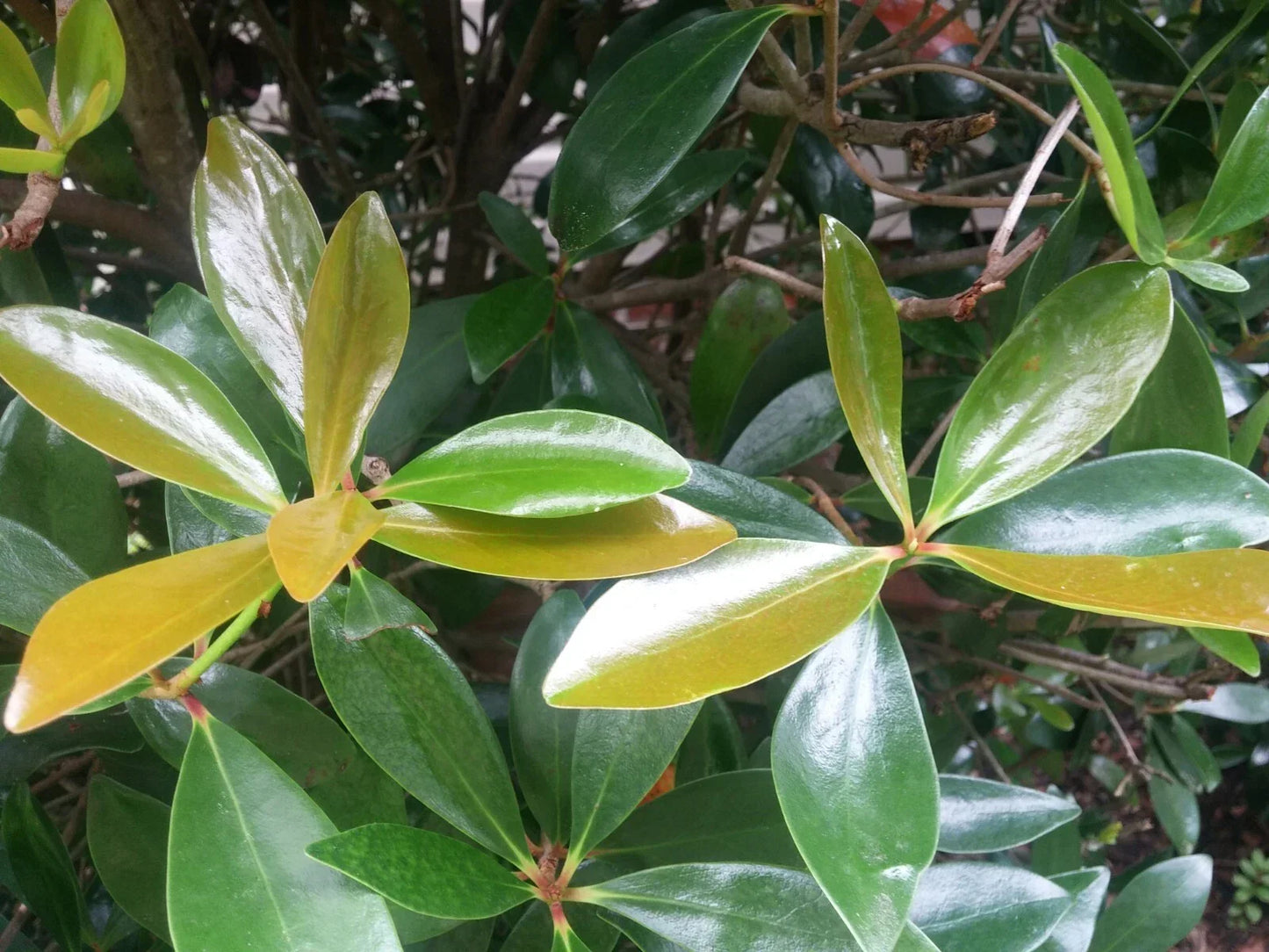Cleyera Japonica Cuttings 5+4 Scions for Rooting Evergreen Bush Hedge Privacy Screen USDA Zones 7-9