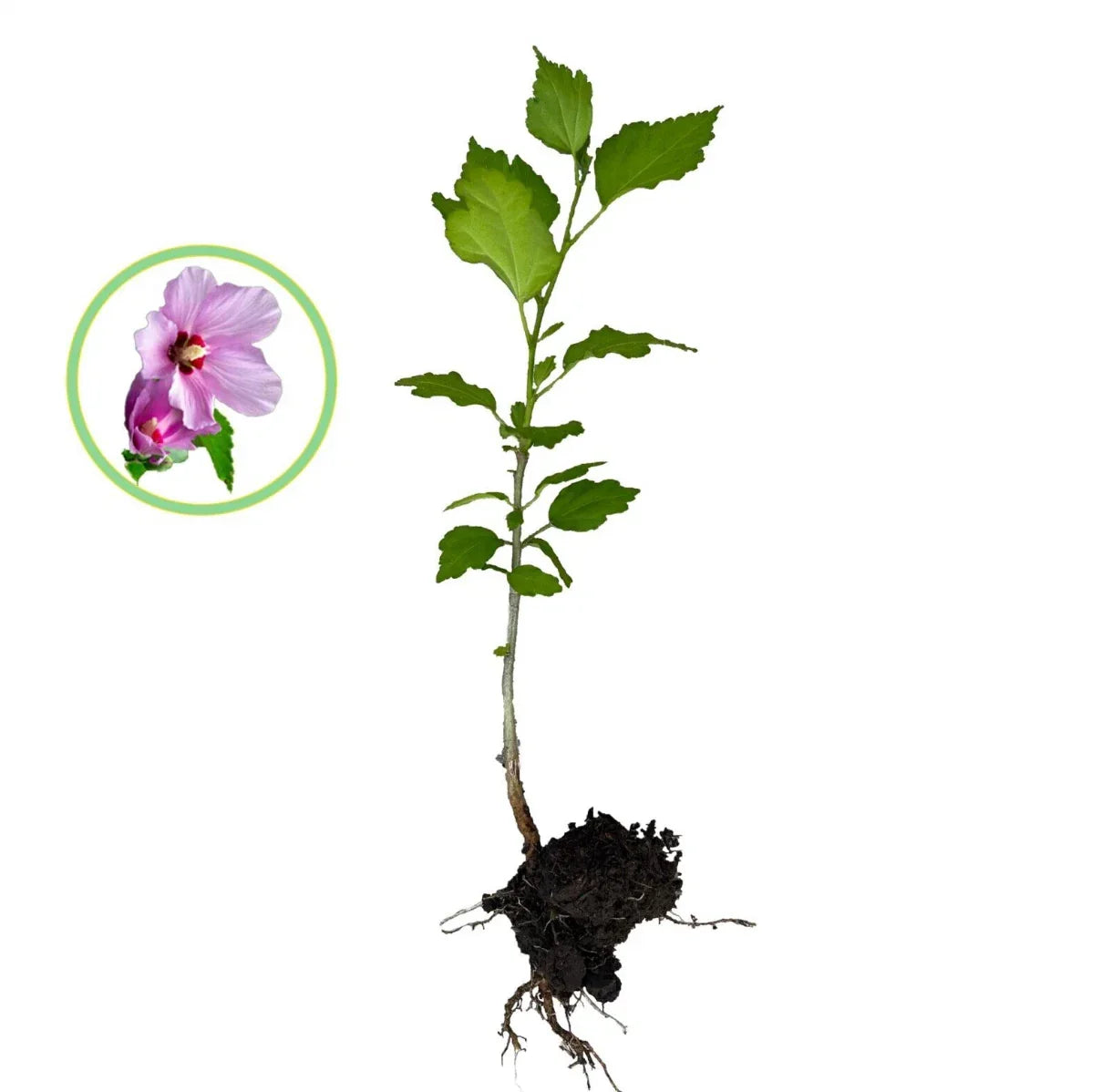 Rose of Sharon Hibiscus Live Plant Starter Bush 1FT Organic Hibiscus syriacus Deciduous Shrub