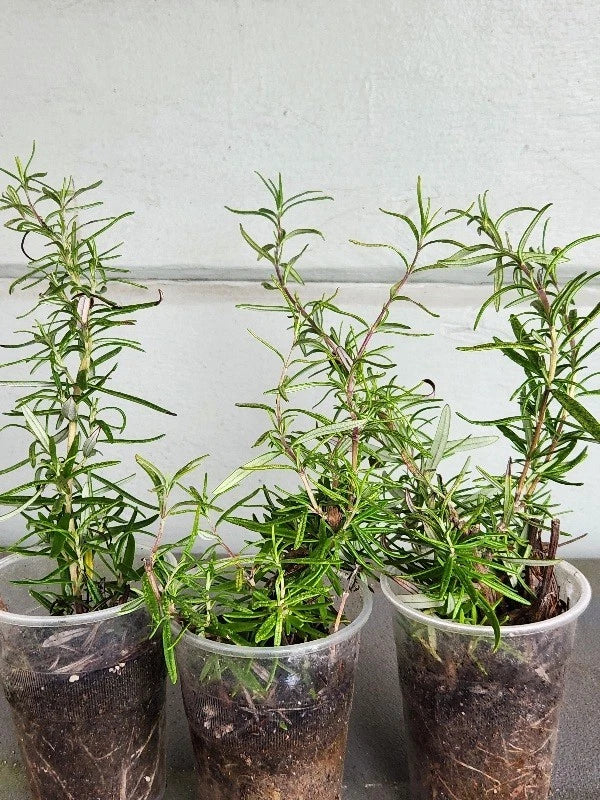 Rosemary Rooted Plants Set of 3 Organic Rosmarinus officinalis Culinary Herb Fragrant Garden