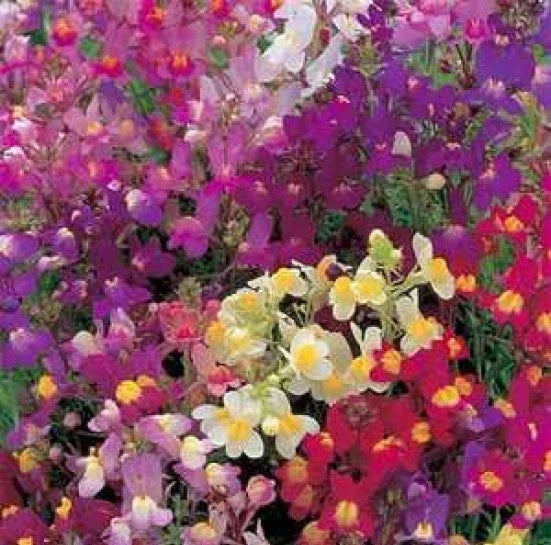 Toadflax Flower Mix Seeds - Baby Snapdragon - 500 Seeds - Vibrant Colors - Attracts Pollinators - Non-GMO - Free USA Shipping