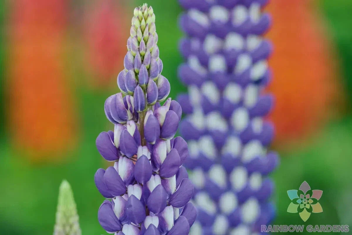Neptune Lupine Seeds Pack of 25+ | Blue & Purple Flowers | Lupinus nootkatensis | Perennial Garden Planting
