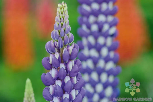 Neptune Lupine Seeds Pack of 25+ | Blue & Purple Flowers | Lupinus nootkatensis | Perennial Garden Planting
