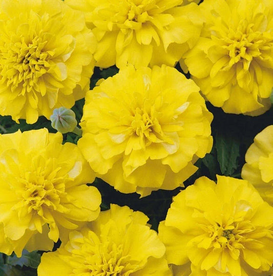 Marigold Seeds 25 Pack, Yellow Blooms, Edible & Medicinal Tagetes erecta, Heirloom Annual for Gardens, Containers & Borders
