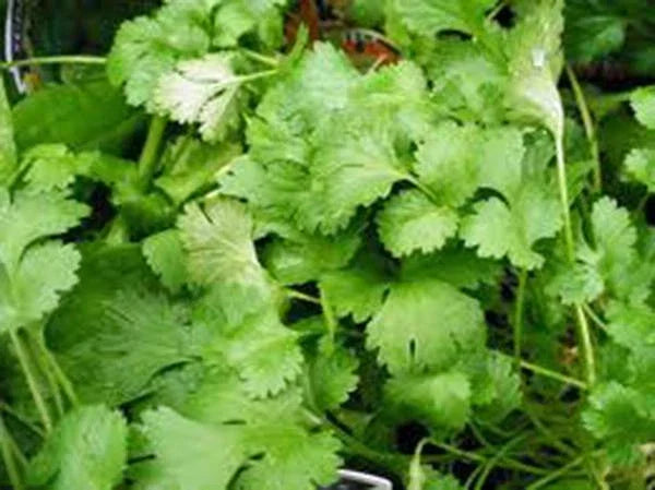 Cilantro Seeds Pack of 100 Non-GMO Heirloom Slow Bolt Coriandrum sativum for Cooking & Gardening