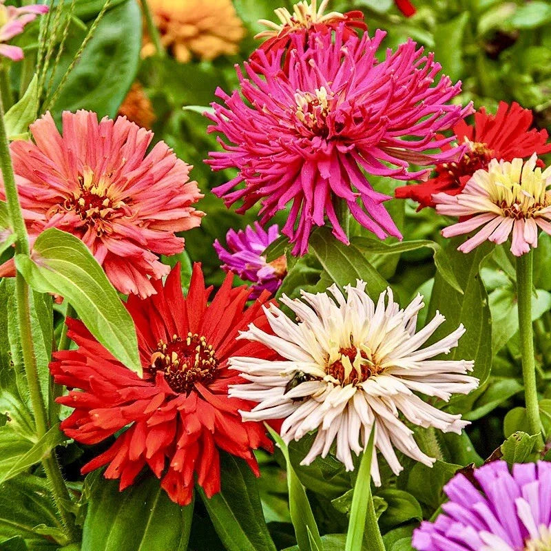 Giant Cactus Zinnia Seeds Mix - 100 Pack - Annual Flower Seeds for Bees & Butterflies - Colorful Garden Blooms - Zinnia elegans
