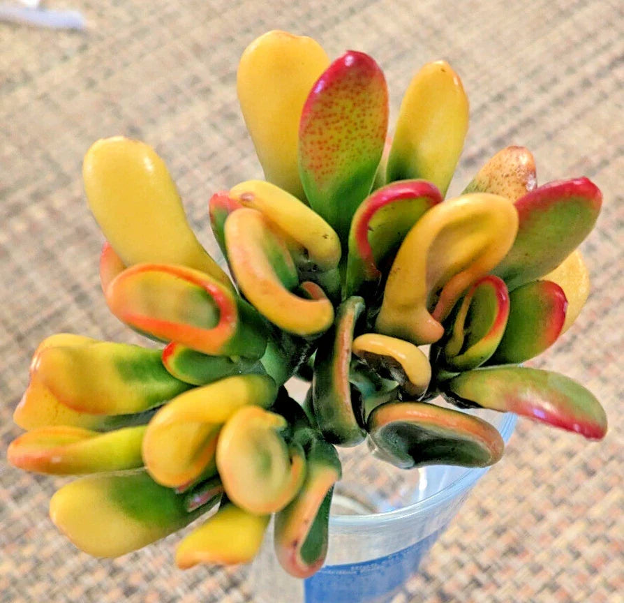 Rare Variegated Crassula Ovata 'Gollum' 4" Rooted Jade Plant - Unique Succulent for Collectors