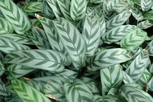 Leopard Calathea Seeds 25+ Pack - Calathea insignis for Indoor & Outdoor Gardening - Vibrant Foliage - USA Grown
