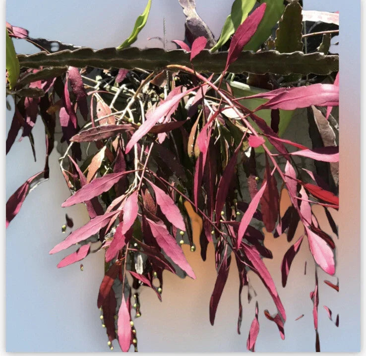 Fresh Cut Succulent Clipping Rhipsalis Ramulosa Red Tropical Plant for Home Decor & Plant Collections