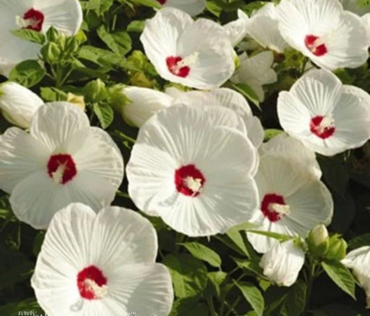 Hardy White Hibiscus Bare Root Plant | Hibiscus grandiflorus | Large White Flowers for Garden & Landscape