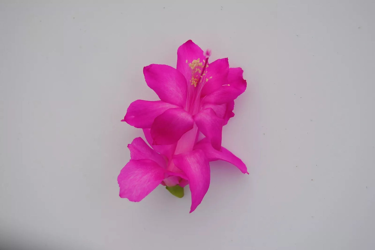 Christmas Cactus Starter Plant - Dutch April Variety - Well-Rooted Schlumbergera truncata - Indoor Succulent Plant
