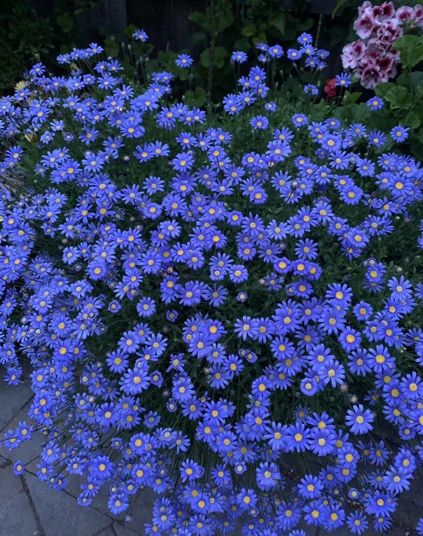 Blue Daisy Plant in 3 Inch Pot, Felicia amelloides, Perennial with Vibrant Blue Flowers