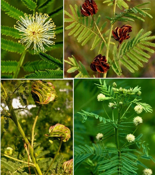 Illinois Bundleflower Seeds - Native Prairie Wildflower Seeds for Pollinator Gardens - Desmanthus illinoensis, Drought-Tolerant, Perennial, 30+ Seeds