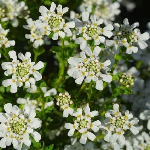 Candytuft Seeds - Tall Mix - Pink, Lavender, White Flowers - Iberis umbellata - Drought-Tolerant Perennial for Borders & Gardens