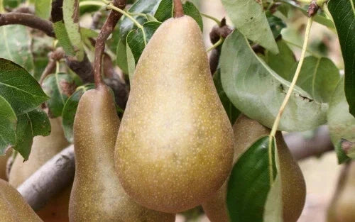 Beurre Bosc Pear Seeds - 25+ Premium Pyrus communis Fruit Tree Seeds for Garden Planting, Juicy Pears, Non-GMO, USA